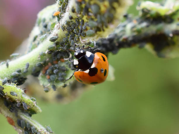 Biologicals & Beneficials Coming Soon!
