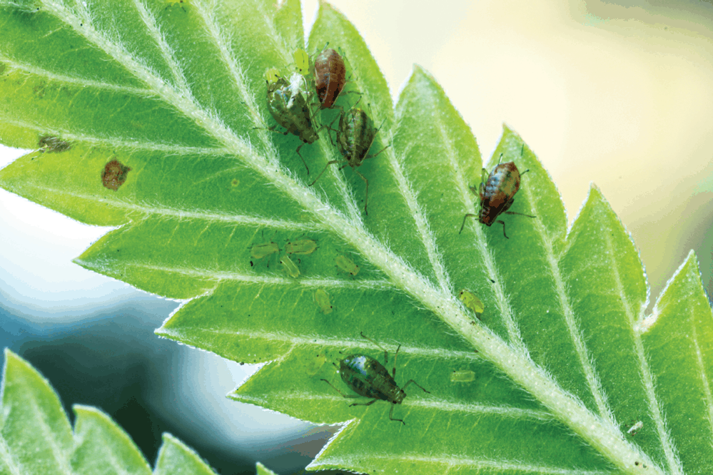 Insect Control