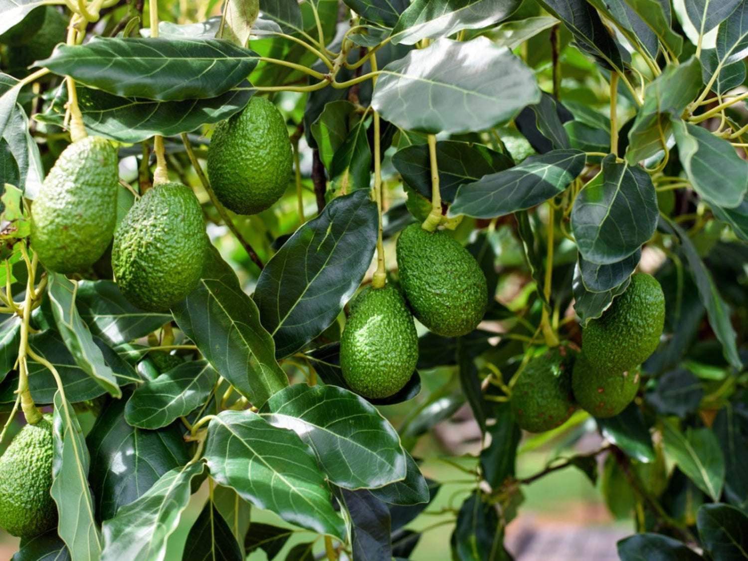 Avocado (Persea americana)