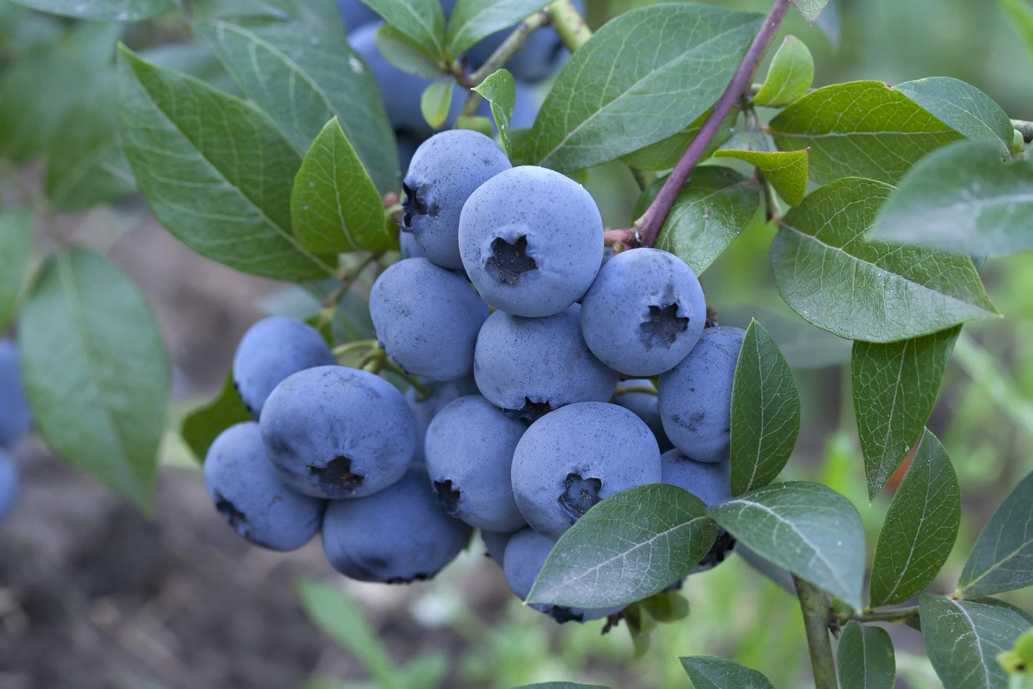 Blueberry (Vaccinium)