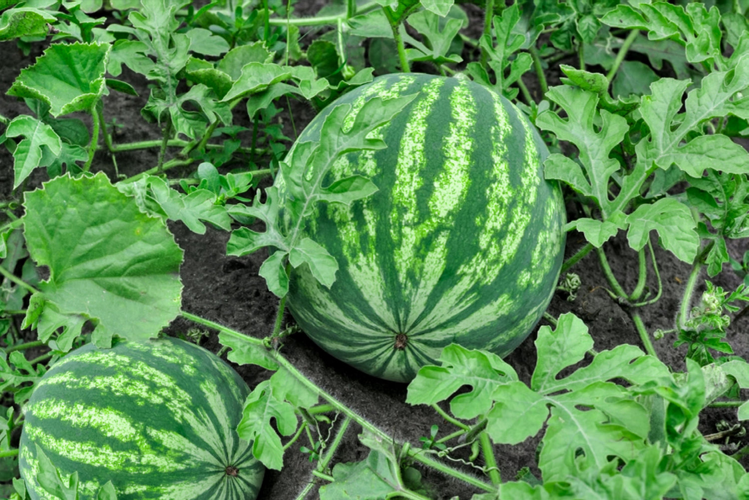 Melon (Cucumis melo)