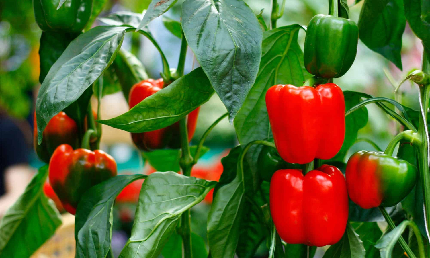 Pepper (Capsicum)
